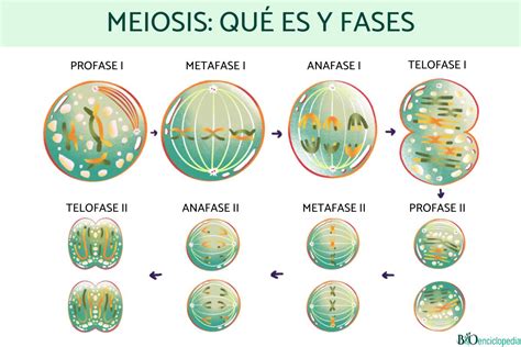 fases de la meiosis